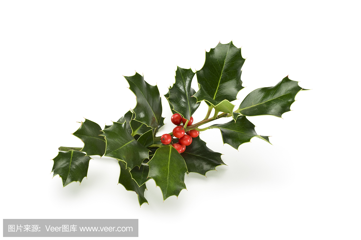 Holly.Color图像的Sprig