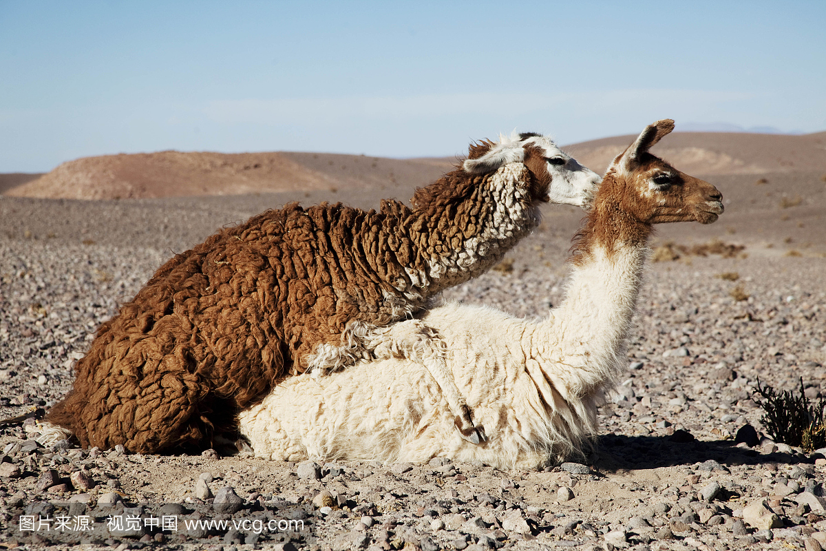 万里无云,野外动物,户外,热情