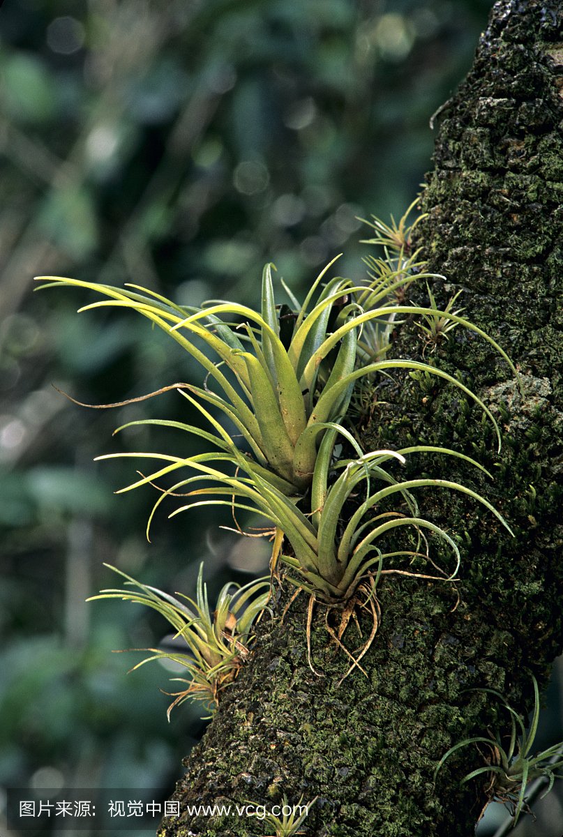 Bromeliad,Tilandsia sp,美国佛罗里达州的沼泽