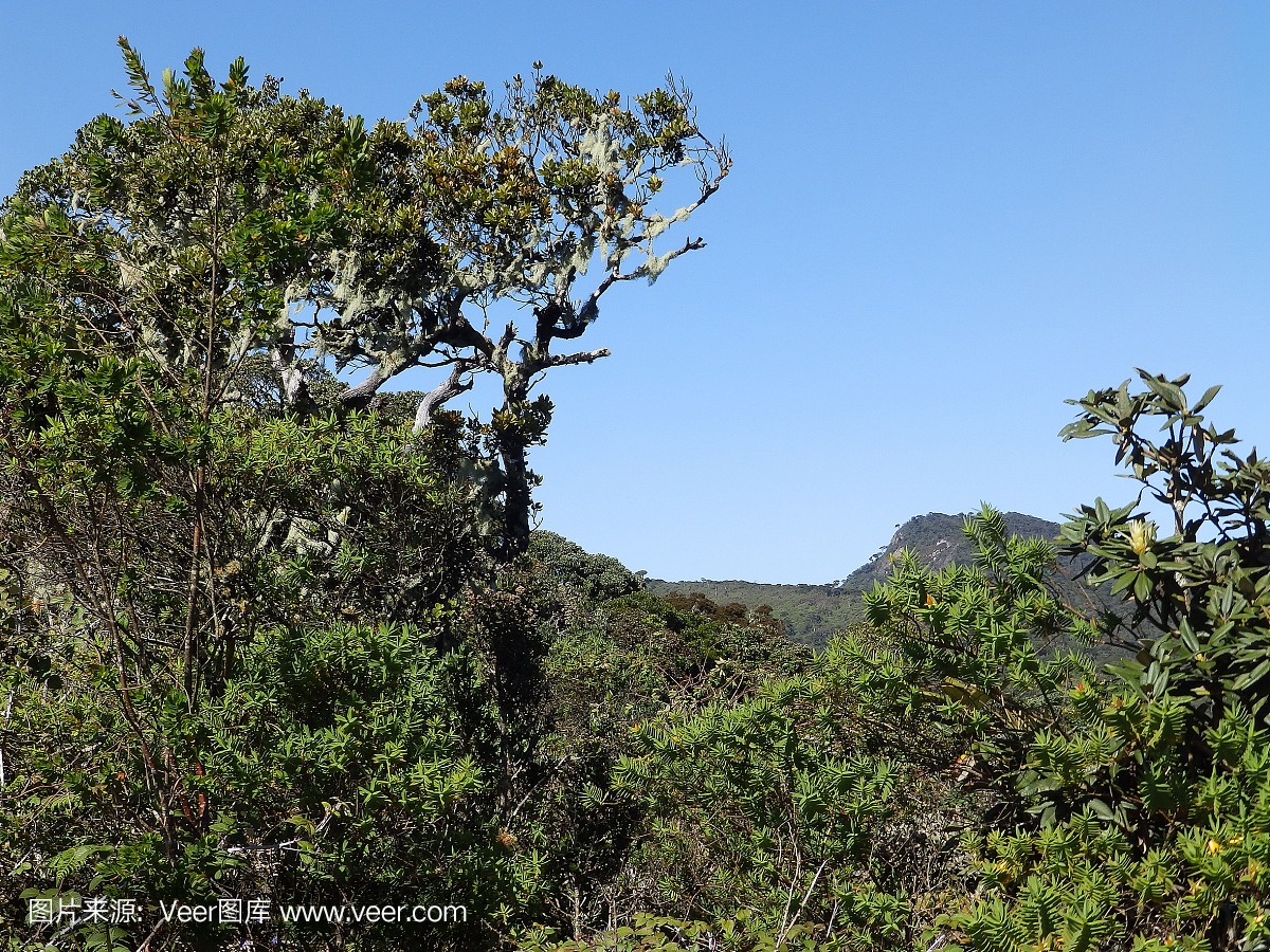 景观在国家公园霍顿平原,斯里兰卡