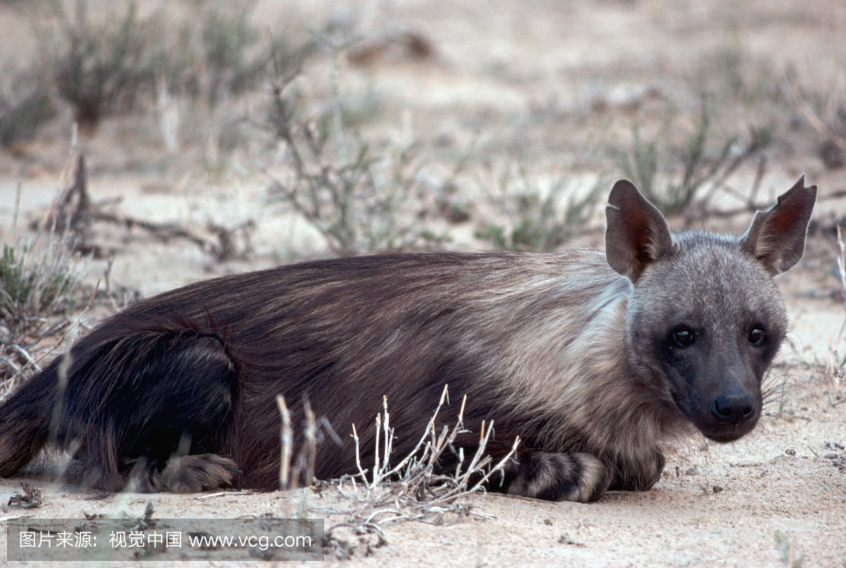 无人,南部非洲,休息,档案