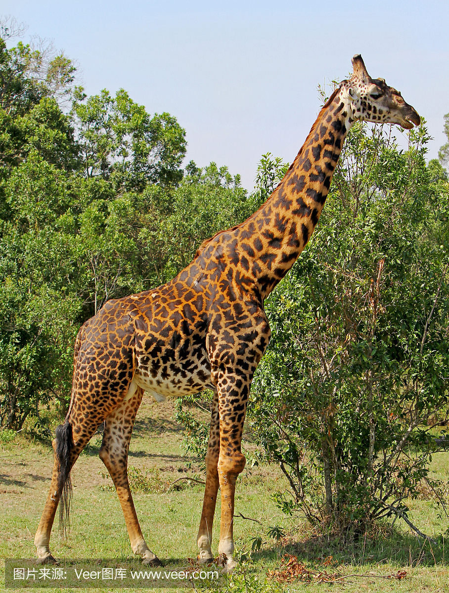 Thornicroft长颈鹿站在赞比亚南卢安瓜国家公园