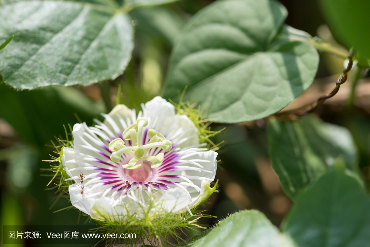 辣椒西番莲,西番莲红辣椒,臭西葫芦