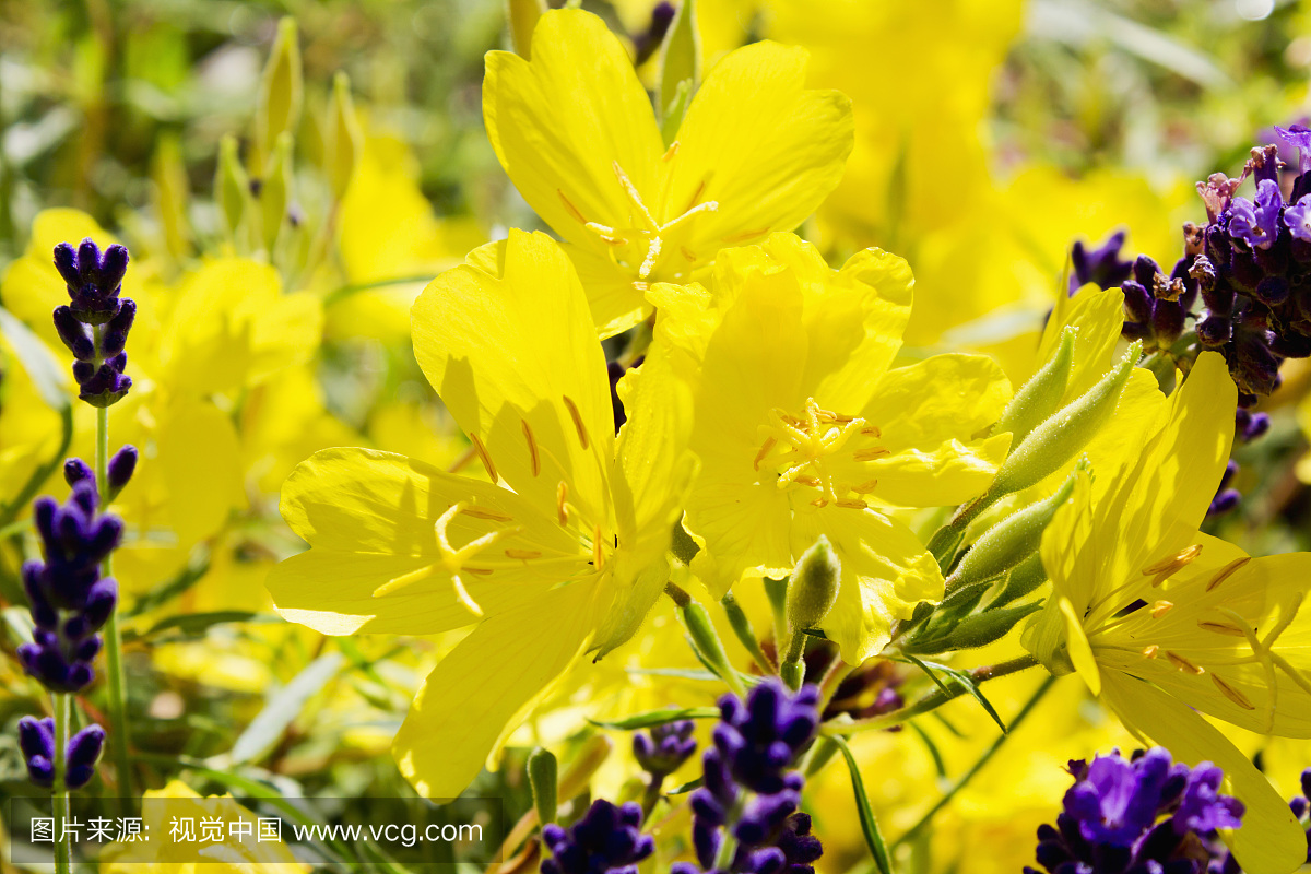 德国，莱茵兰 - 普法尔茨，Suncups（Oenothera）和薰衣草（Lavandula angustifolia）