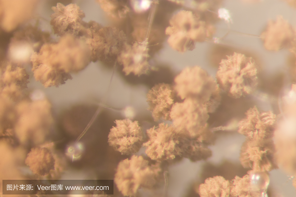 黑曲霉培养皿中的微观,微生物学教育实验室。