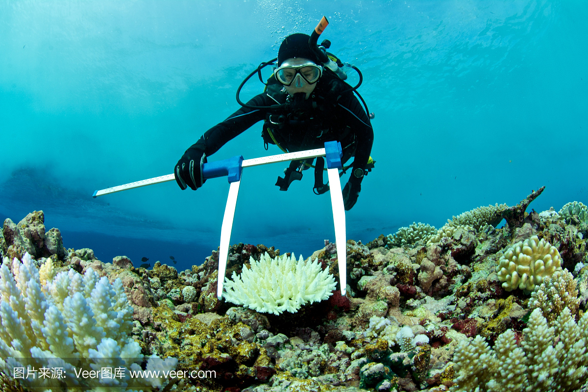 海洋生物学家测量漂白珊瑚