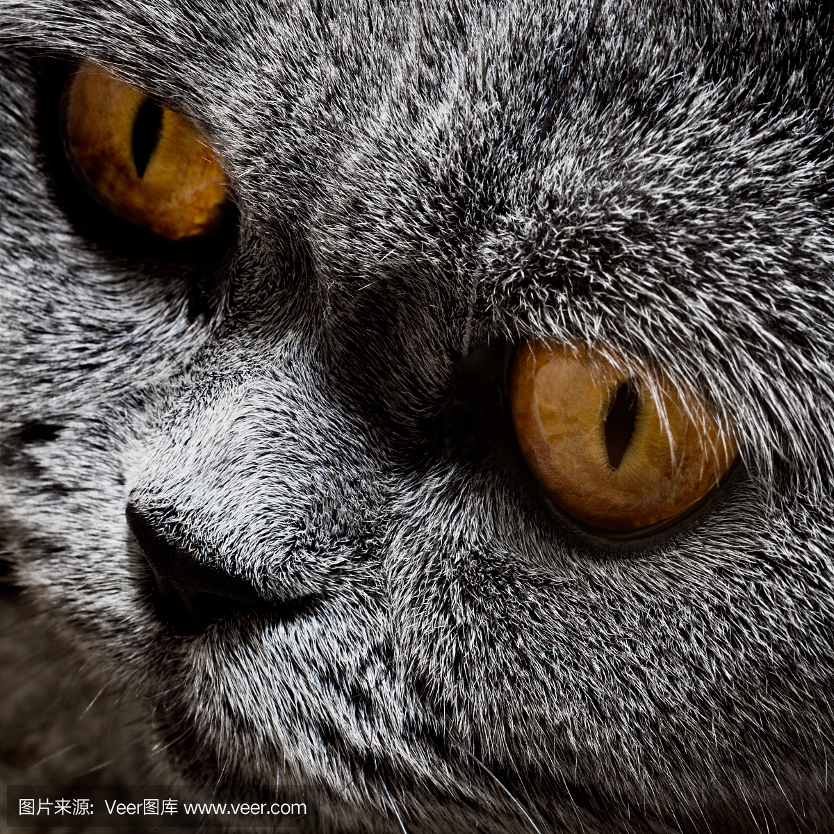 有趣的灰色英国猫与明亮的黄色的眼睛,特写镜