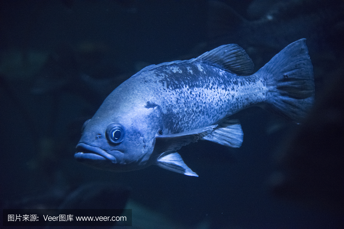 海洋生命,野生动物,加拿大,黑石斑鱼
