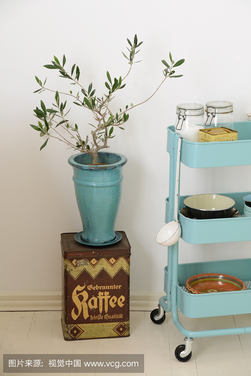 mall olive tree in turquoise ceramic vase stood 