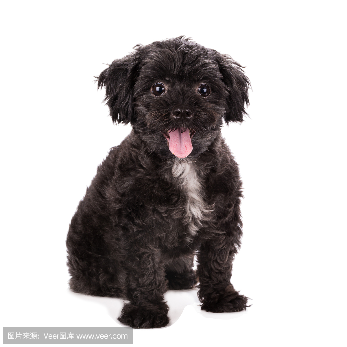 贵宾犬,狮子狗,贵宾狗,一种智力很高的狮子狗