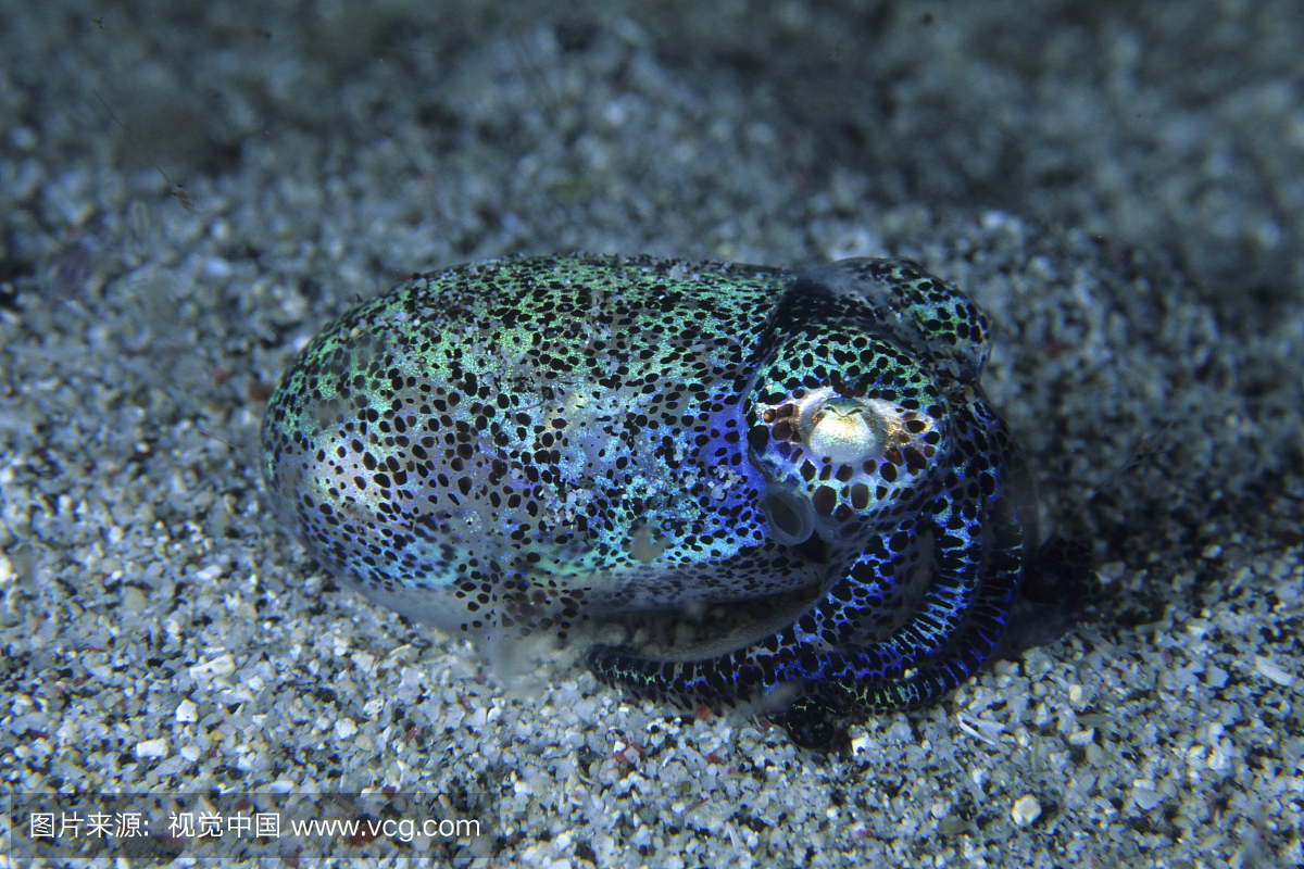 鲍鱼鱿鱼,Eupyrmna sp。,科莫多国家公园,Sun