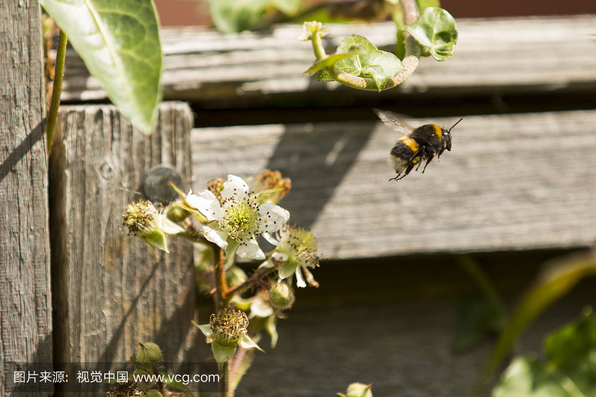 Lots of bees around at the moment collecting p