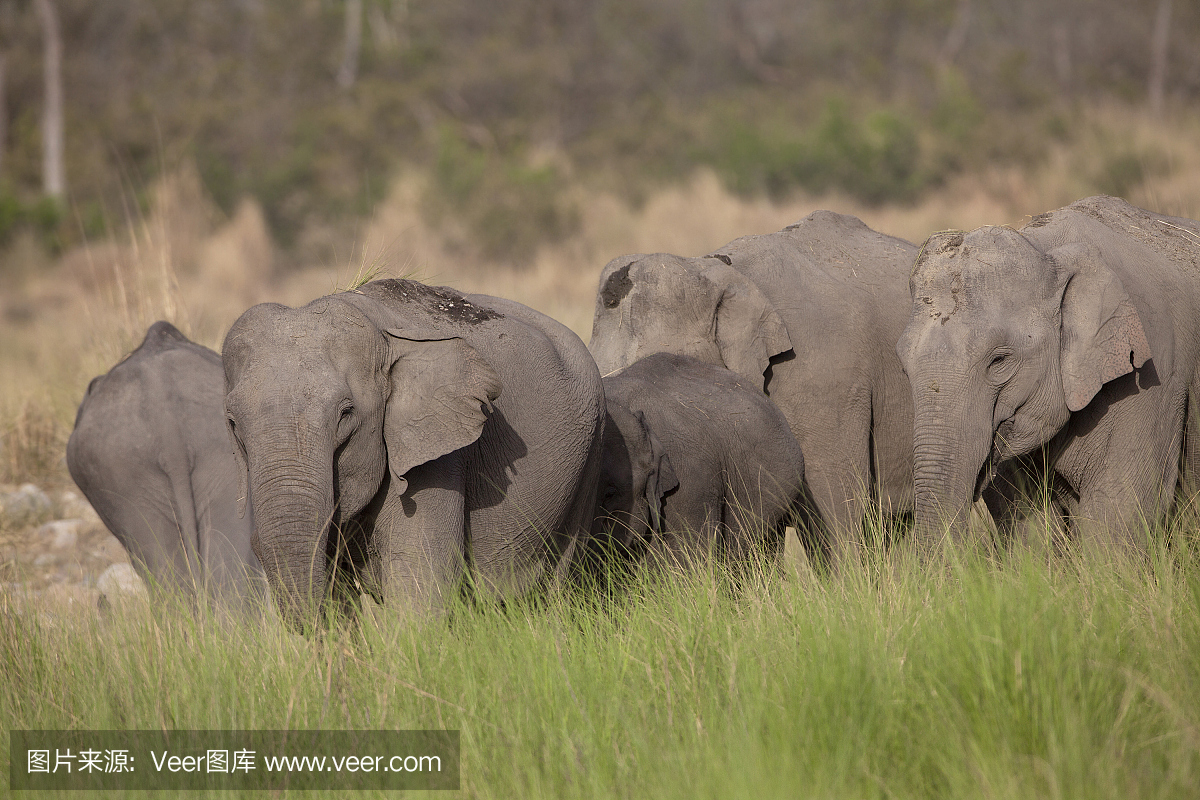 吉姆科贝特国家公园的大象家庭