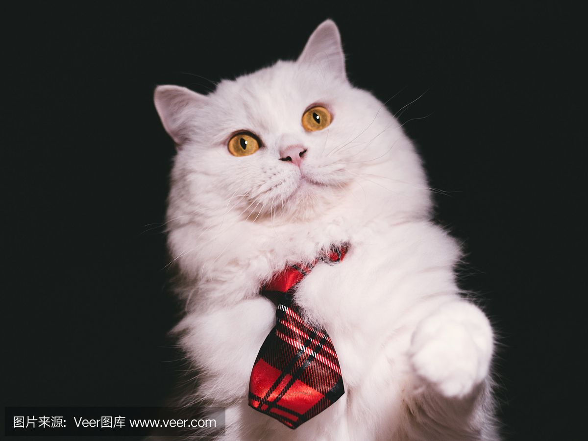 可爱的高原直系犬种。白色与魔法黄色的眼睛和