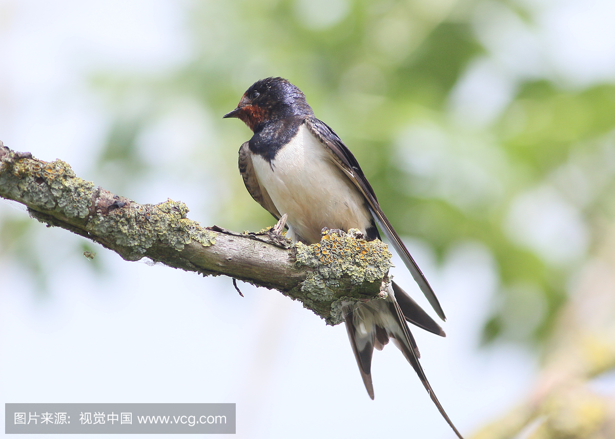 燕子,燕,小燕子,北美歌雀