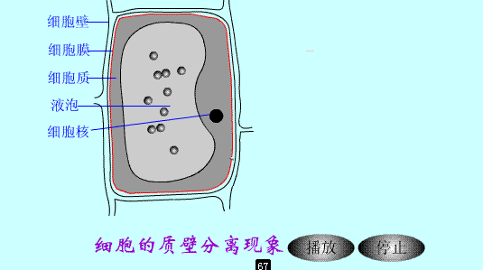 某同学在做植物细胞质壁分离实验时,观察到紫色洋葱表皮细胞的中央液