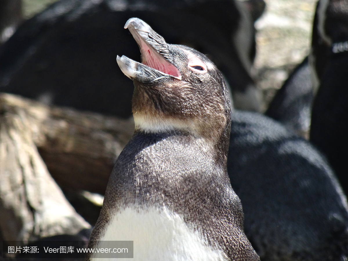 嘶叫,叫声,驴叫声,非洲企鹅