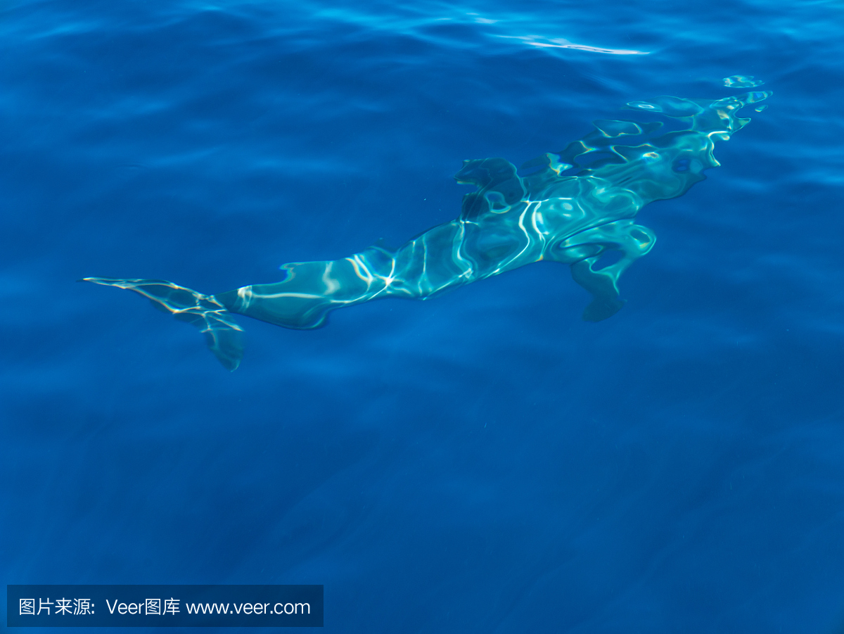 船野生动物风景附近。海洋动物在自然栖息地。
