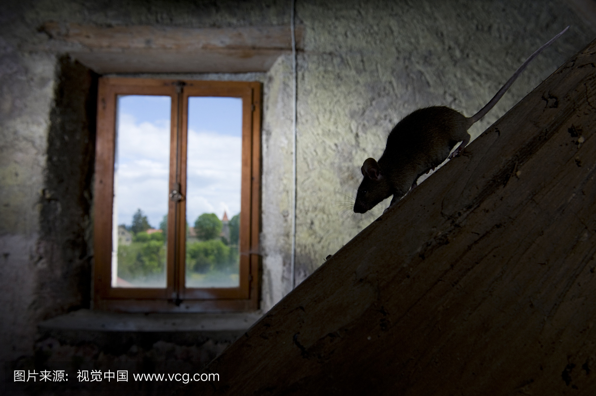 房子鼠标(Mus musculus)从窗户的光线走下斜坡