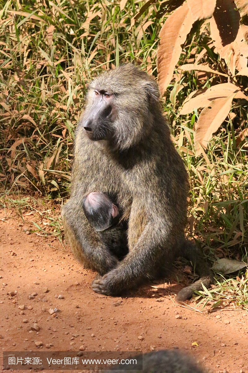 乌干达:狒狒吮吸婴儿 - 基巴莱森林