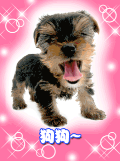 壁纸 动物 狗 狗狗 240_320 竖版 竖屏 手机 gif 动态图 动图