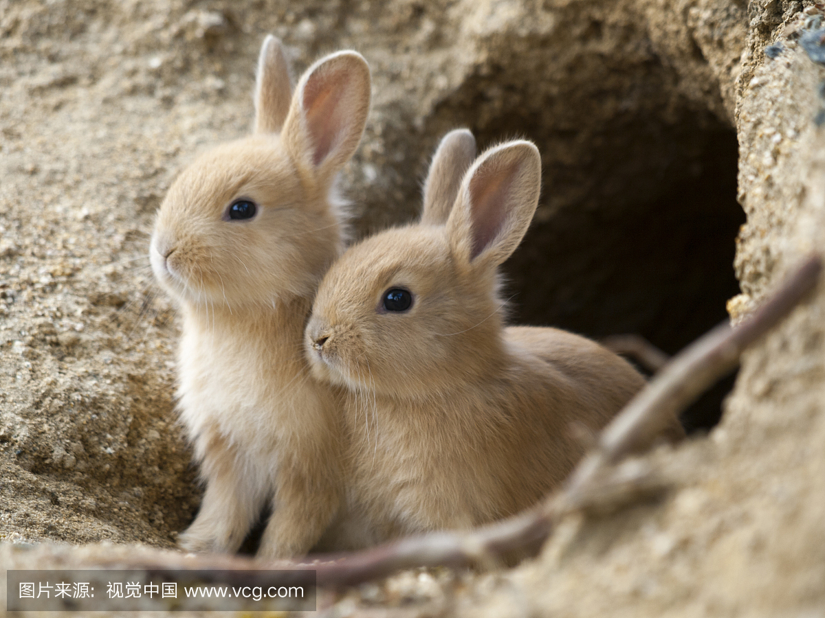 abbit (Oryctolagus cuniculus) babies at burrow.