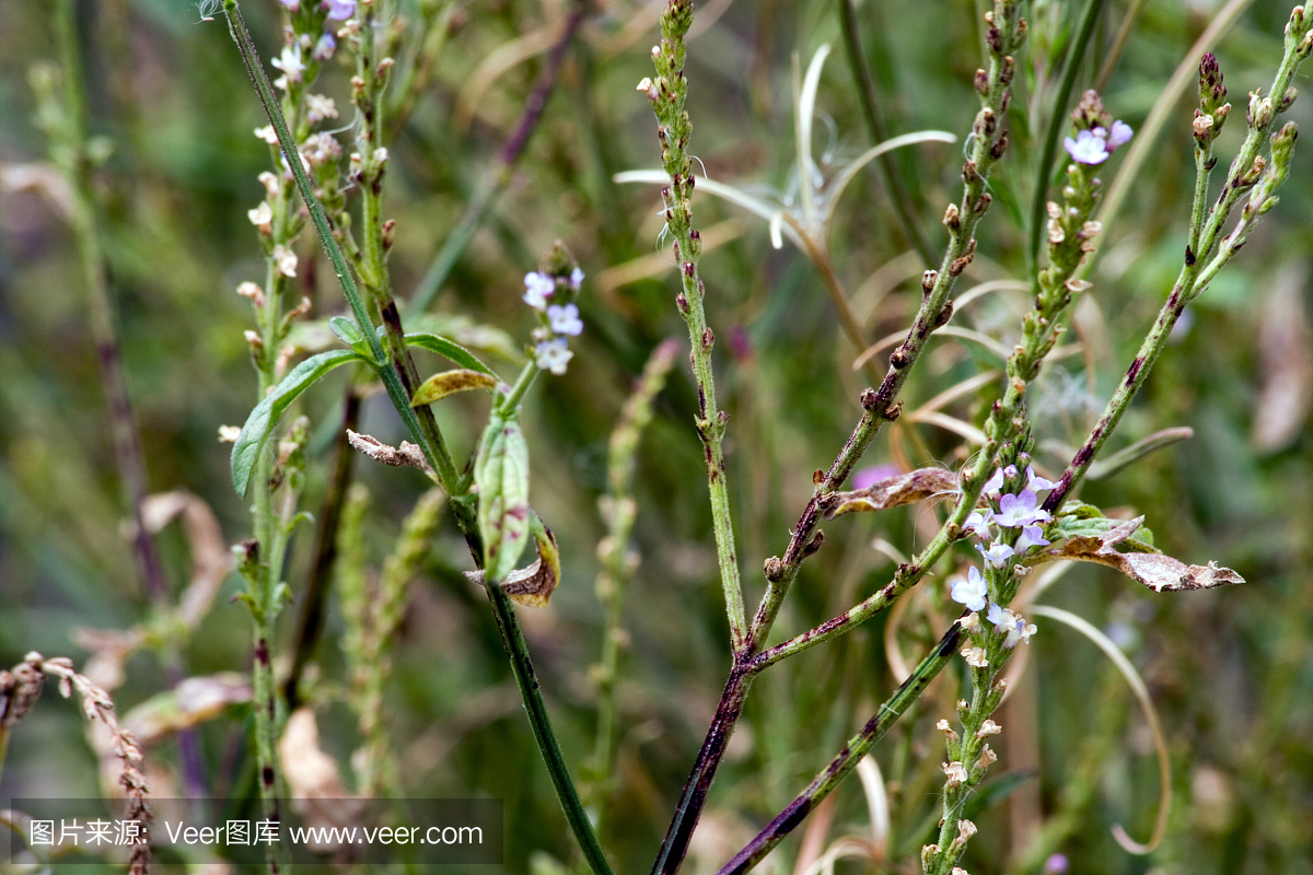 防臭木,油鞭草属,草本园,草本植物园