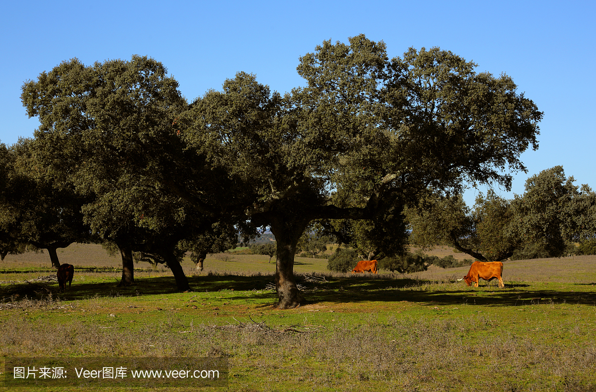 葡萄牙,阿连特茹地区,埃武拉。软木橡树(栎树)