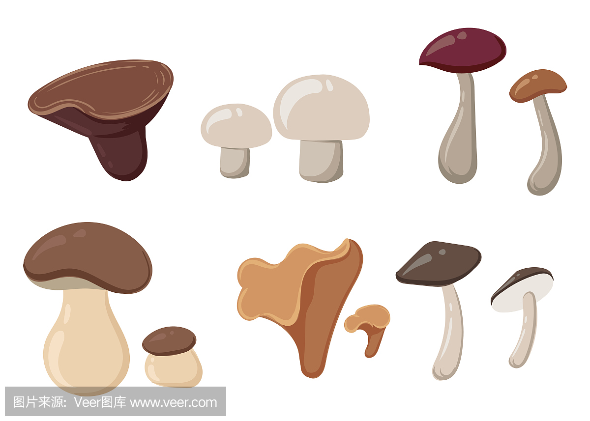 不同类型的蘑菇设置,矢量插图图标