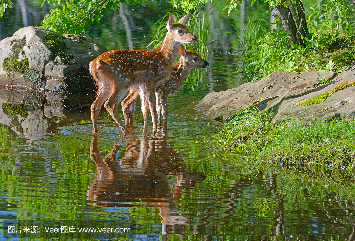 清澈的海水中有两条白尾鹿反射。