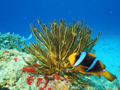 壁纸 桌面 400_300 gif 动态图 动图