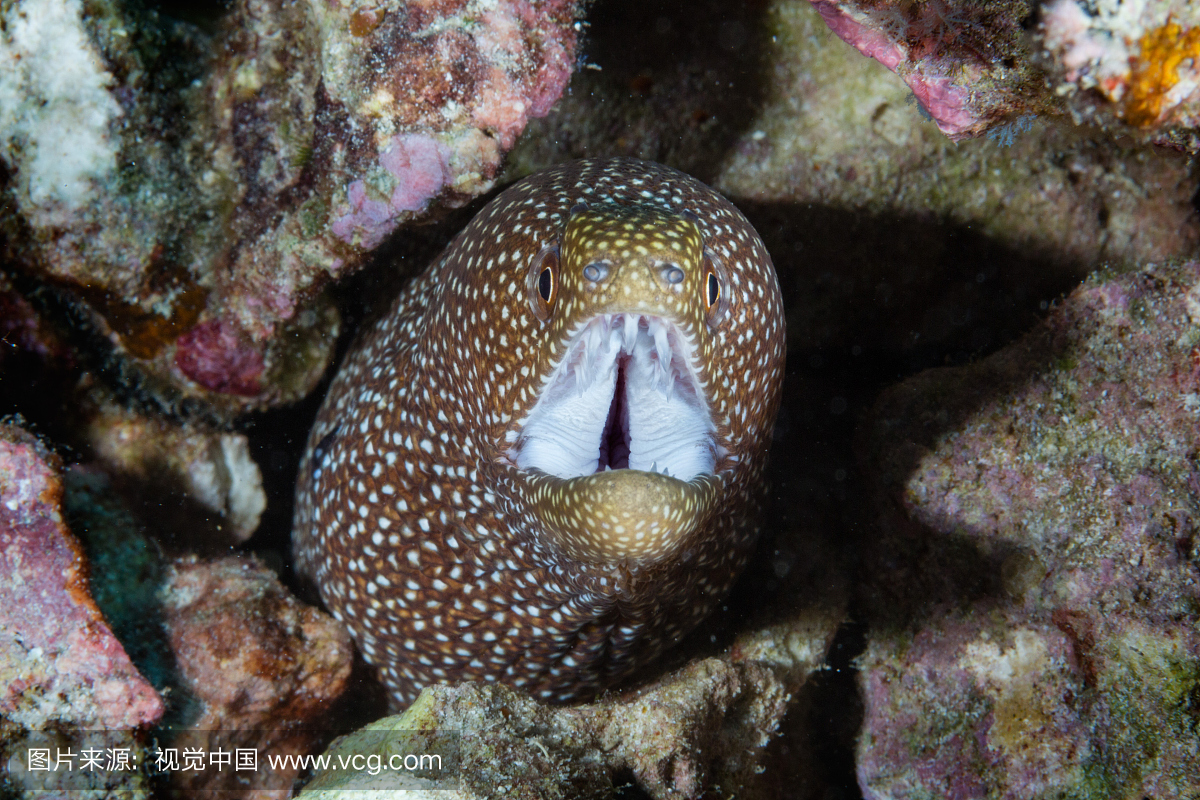 我有什么大牙齿