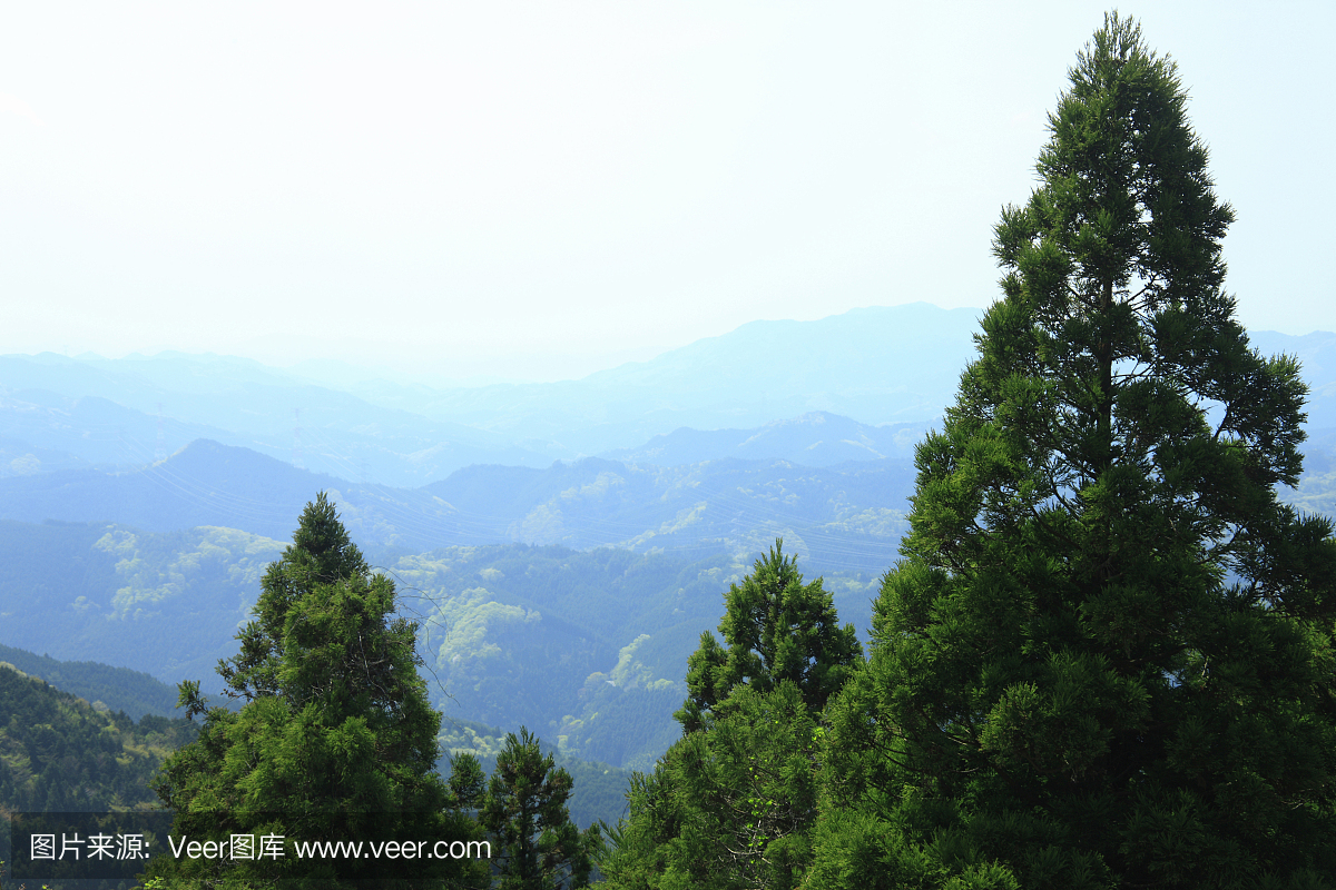 高野山,高野大山,和歌山县,和歌山市脸上有线虫图片
