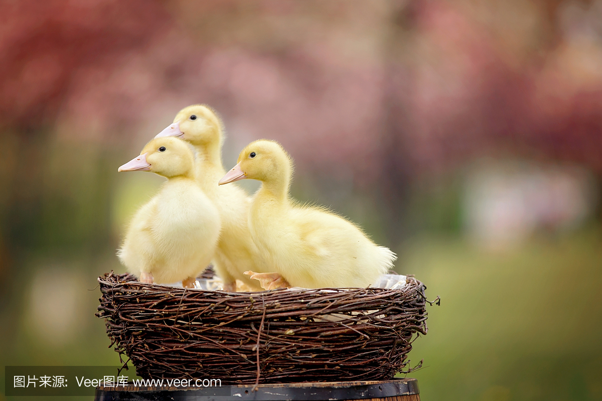 三只小鸭子在春天在巢里停放