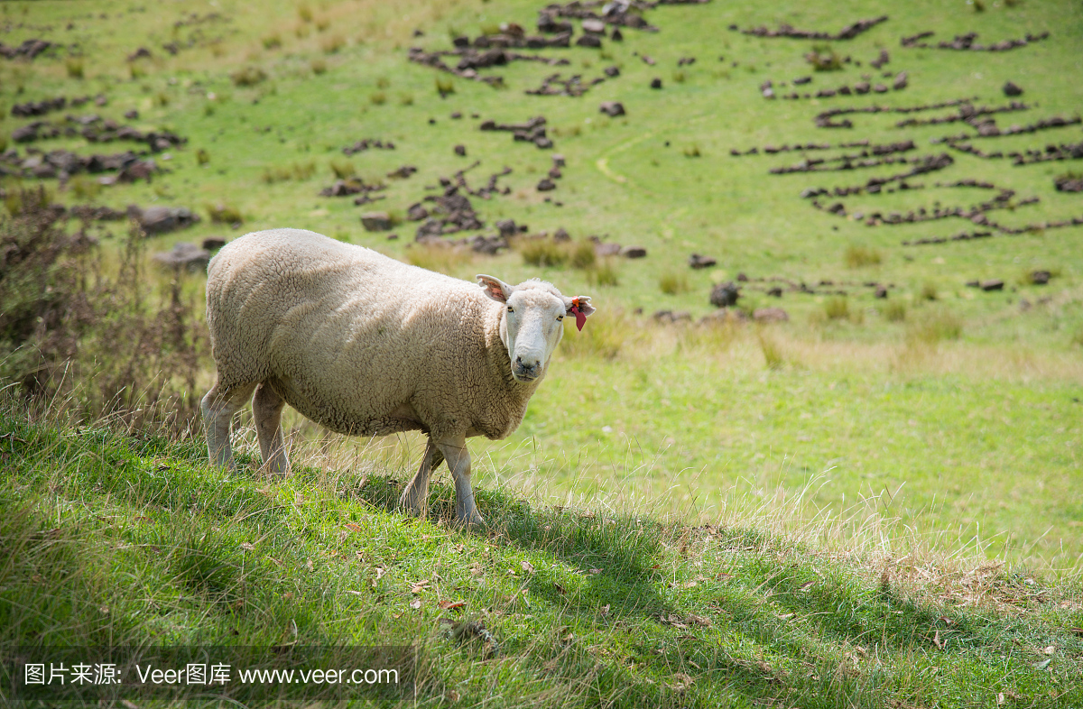 绵羊在农业领域附近的一棵树山火山区在奥克兰