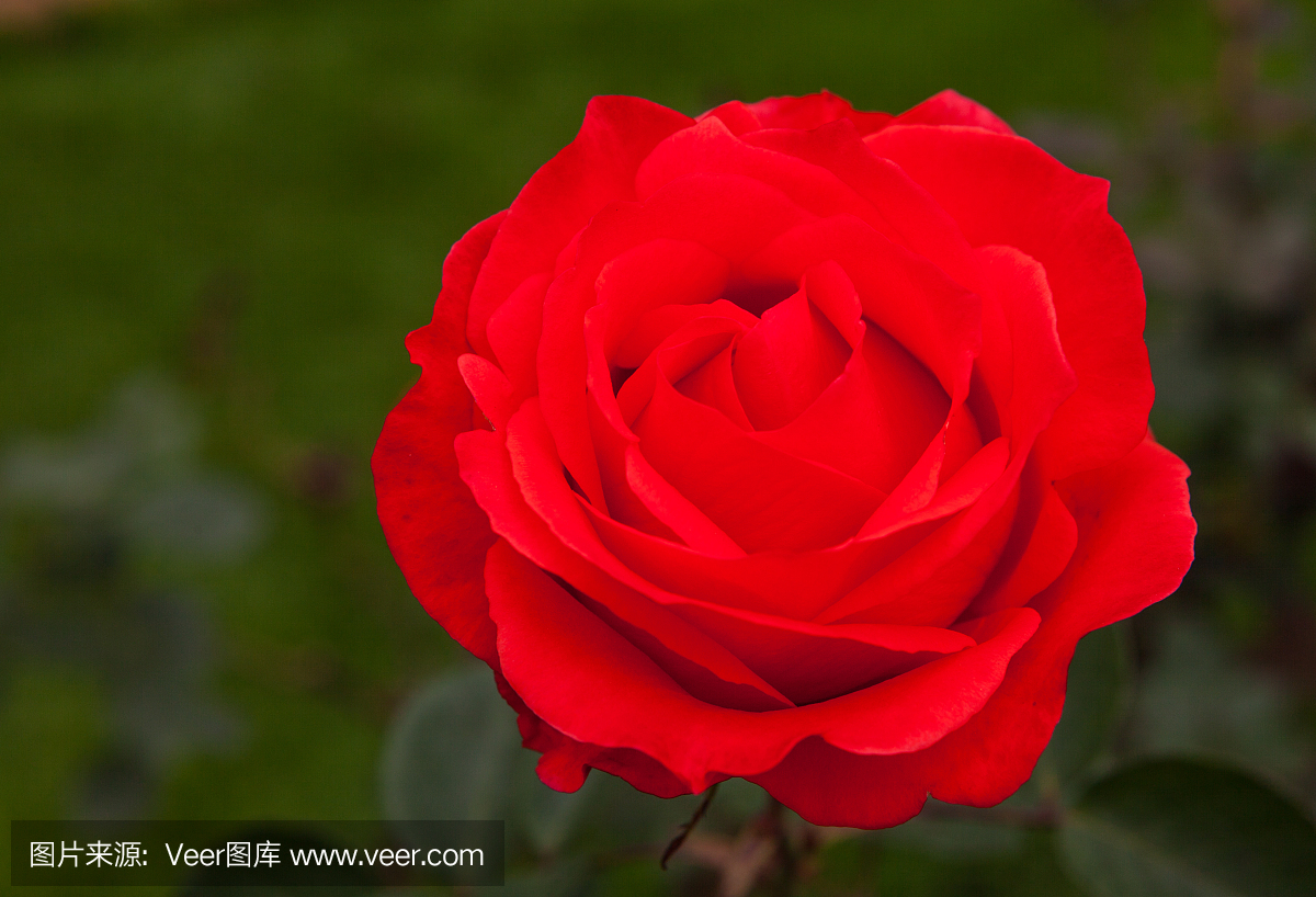 波哥大,哥伦比亚 - 花园里单身玫瑰花