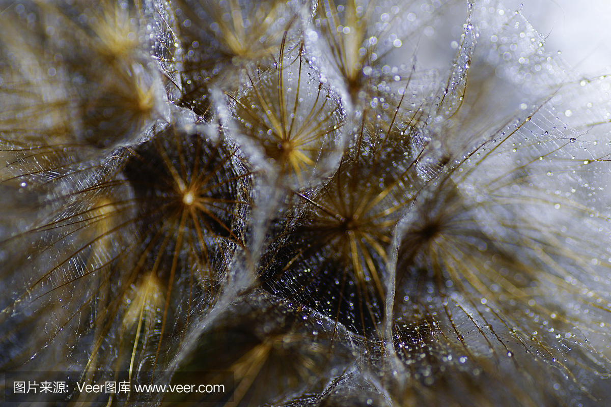 婆罗门参,罗罗葱,西洋牛蒡,婆罗门参属