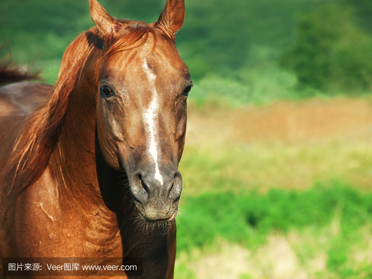 漂亮的咆哮马在自由的肖像