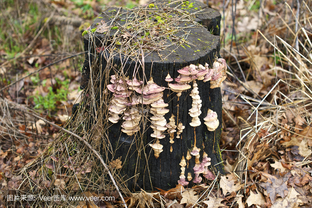 真菌在树木树林森林在俄勒冈花园冬天