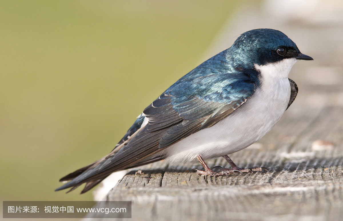 燕子,燕,小燕子,北美歌雀