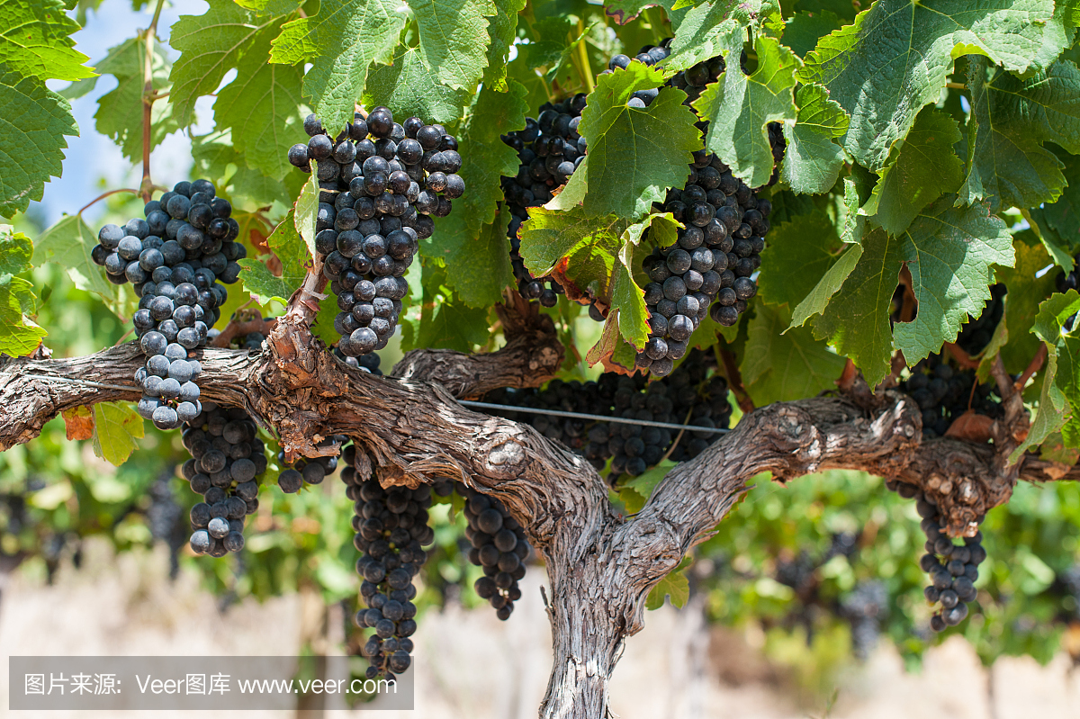 红葡萄在葡萄树在夏天阳光下,南非