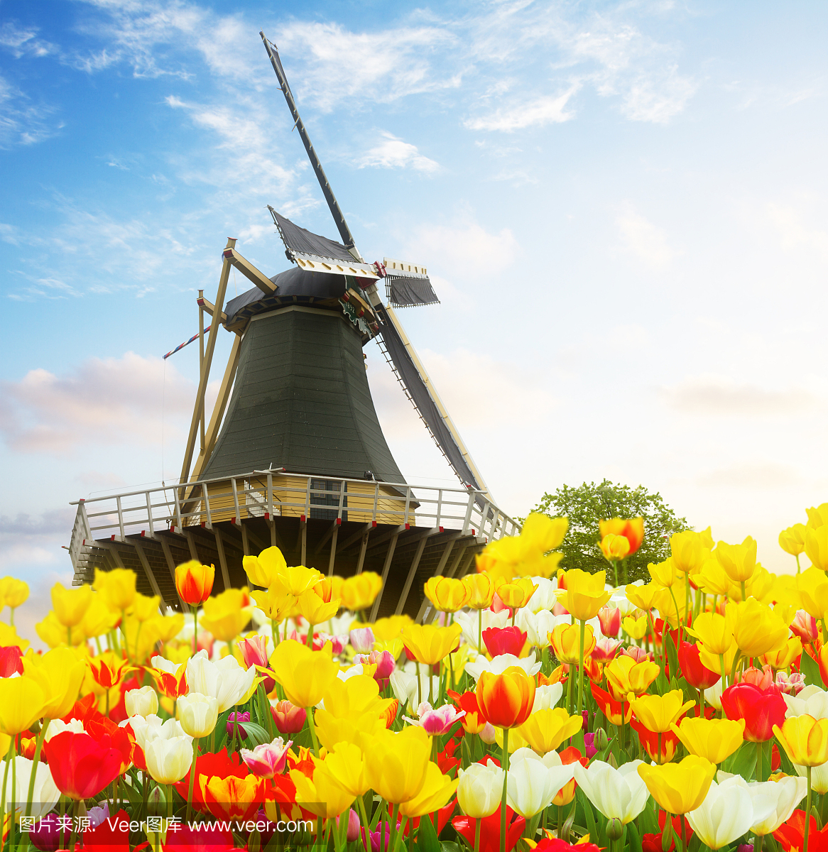 一个荷兰风车在郁金香
