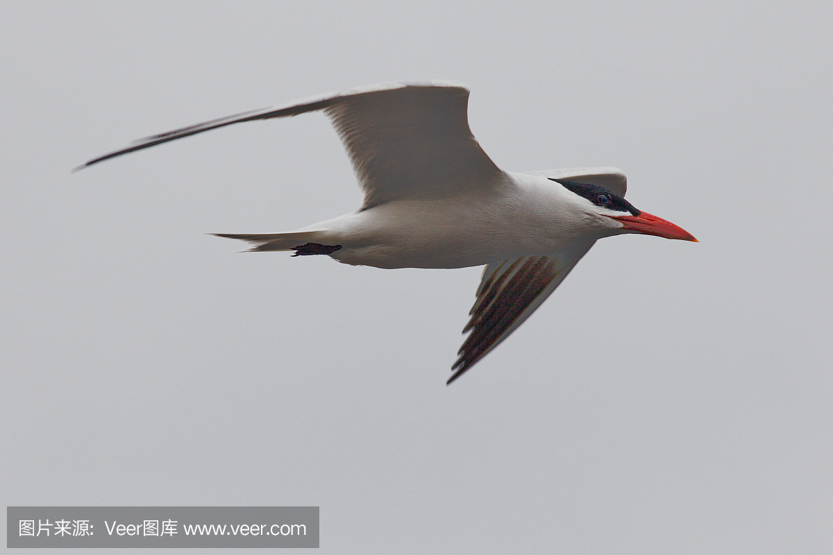 成人里海蓟飞行在加利福尼亚州马利布附近