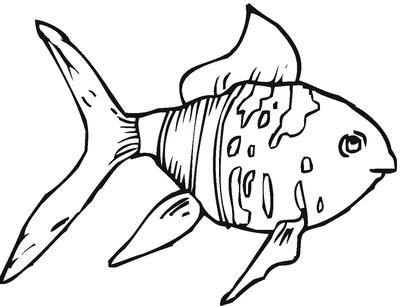 红安鱼缸批发市场红红火火鹦鹉鱼活动结果公布