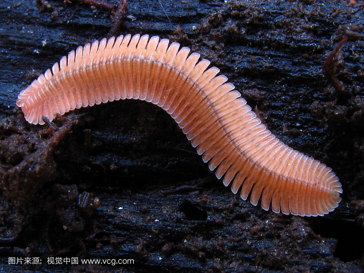 千足虫,自然纹理,动物主题,一只动物