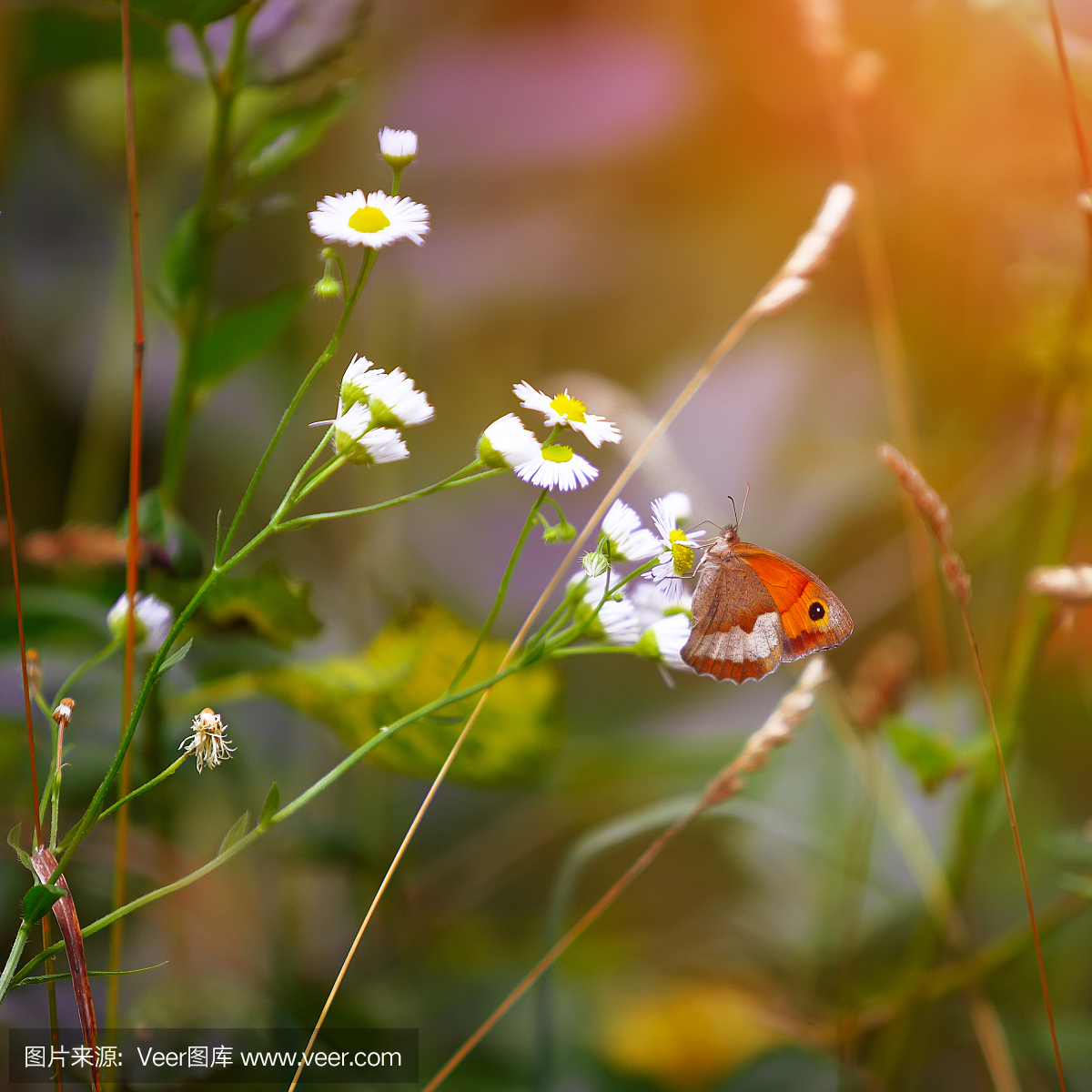 伊卡洛斯,穿蜡制羽毛翅膀的人,代达罗斯之子,普
