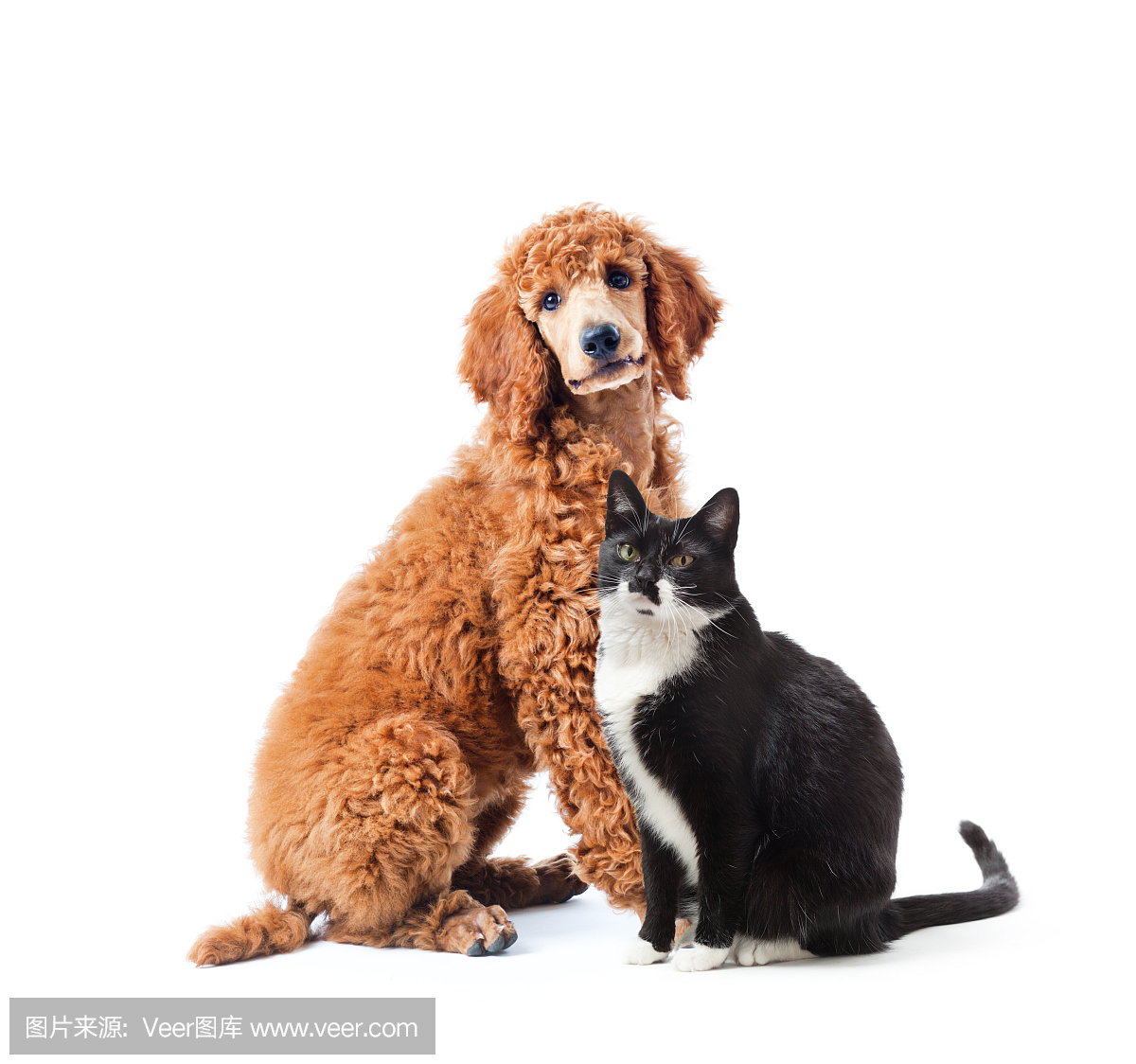 贵宾犬,贵宾狗,贵妇犬,一种智力很高的狮子狗