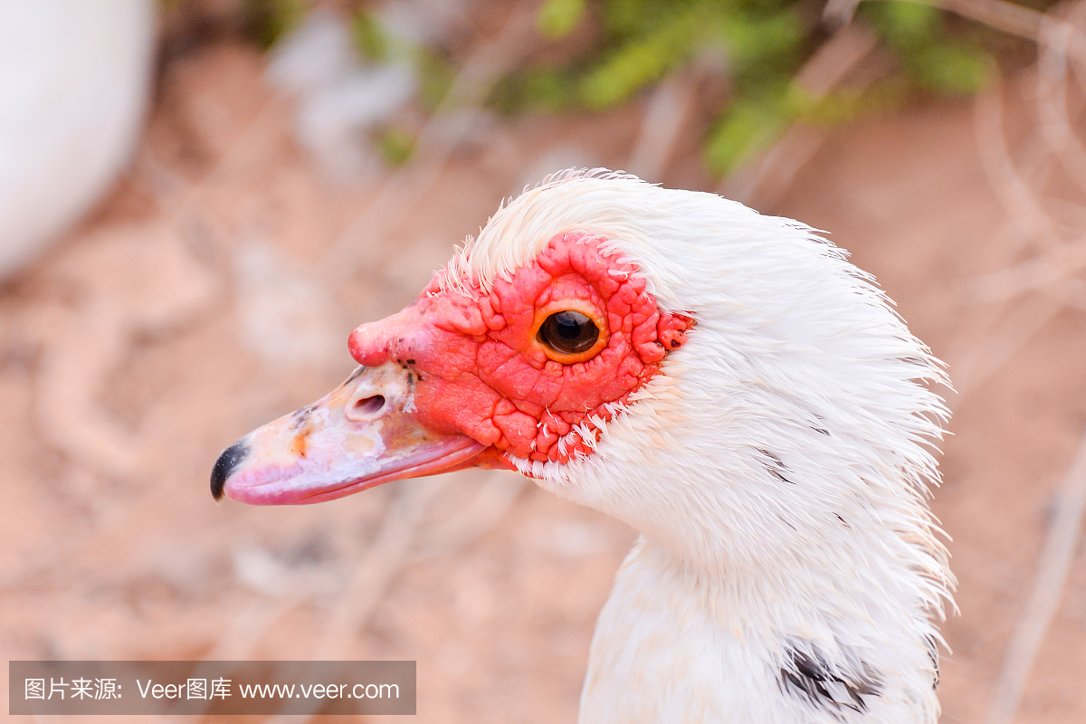 热带气候,野生动物,一个人,北美歌雀