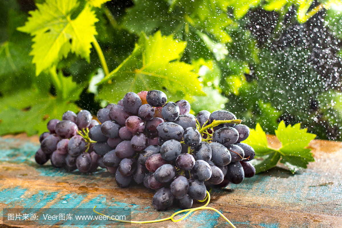 健康水果红葡萄酒在葡萄园下雨下,黑葡萄\/蓝葡