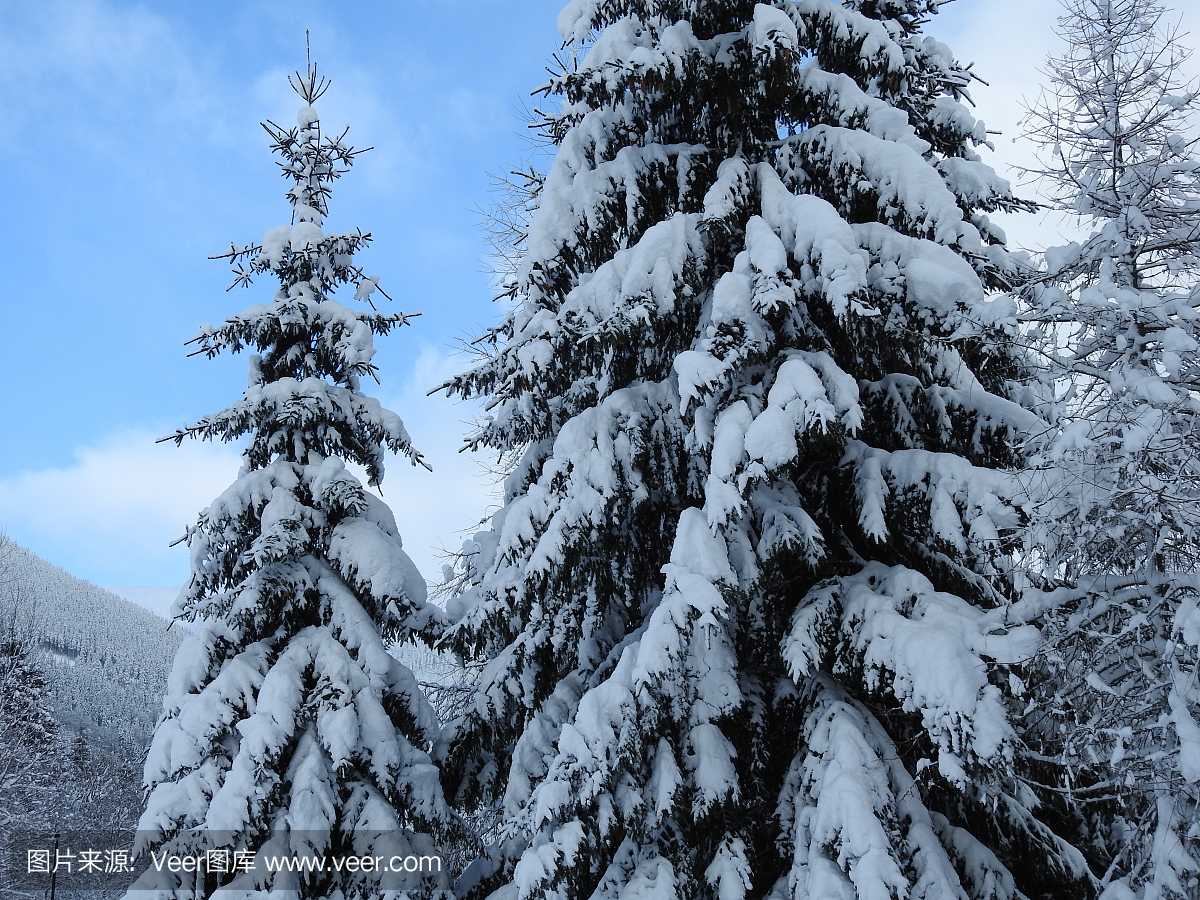 雪覆盖的松针树